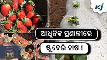 Strawberry farming: ଏହି ଉପାୟରେ ଚାଷ କଲେ ଭଲ ଲାଭ ! Strawberry farming: ଏହି ଉପାୟରେ ଚାଷ କଲେ ଭଲ ଲାଭ !