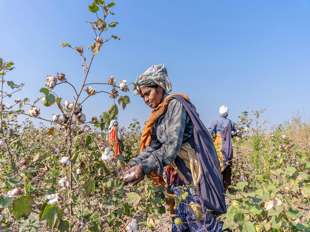 5 YEAR MISSION FOR COTTON PRODUCTIVITY, image source - pexels