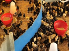 Poultry Farm: ଅଧିକ ଅଣ୍ଡା ଦେଉଥିବା ଉନ୍ନତ ପ୍ରଜାତି କୁକୁଡ଼ା