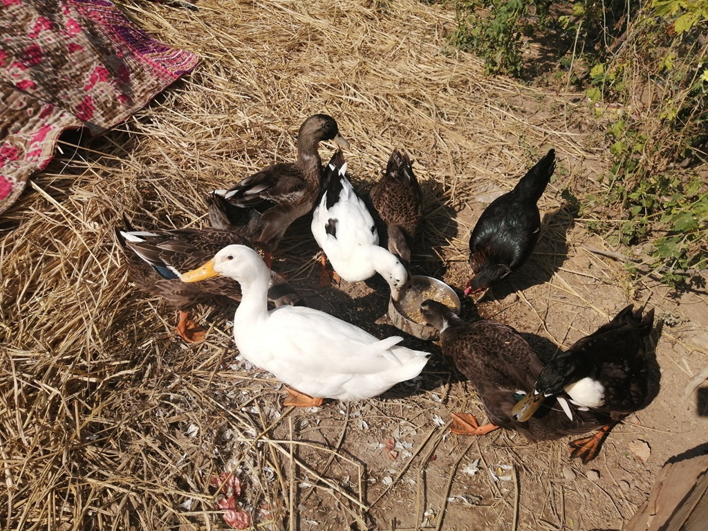 make profit in duck farming, image source - pexels