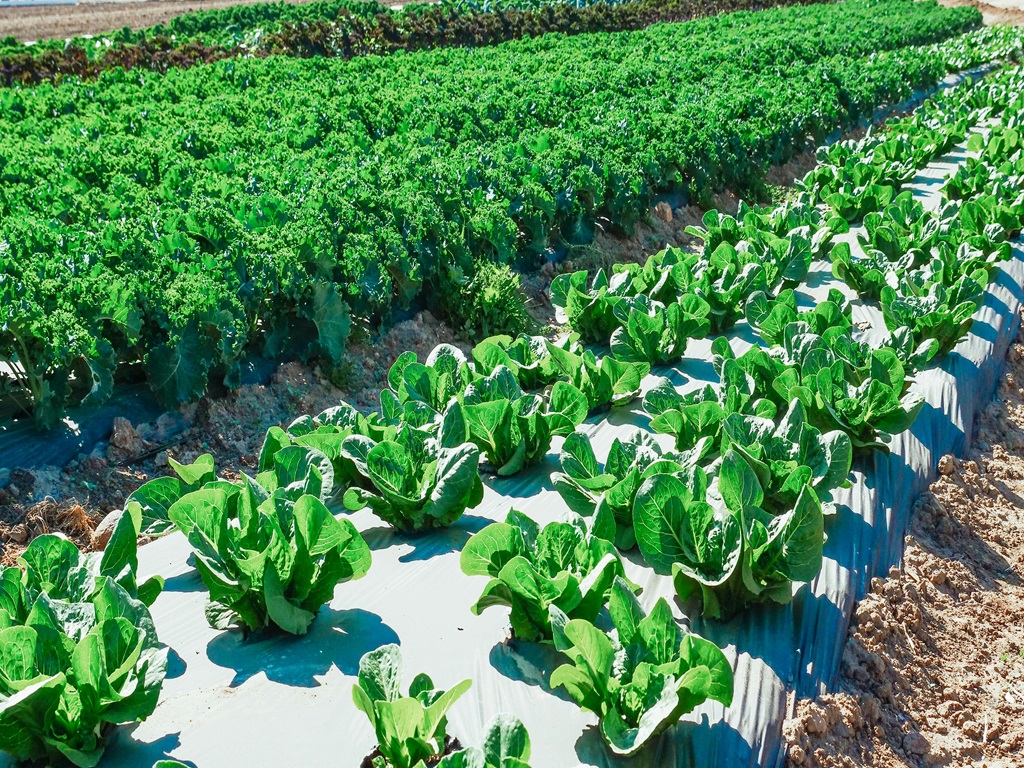 fertilizer used in summer season, image source - pexels