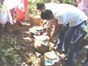 କୃଷି କ୍ଷେତ୍ରରେ ‘ନିମାସ୍ତ୍ର’ ର ବ୍ୟବହାର…