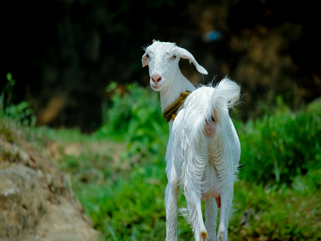 Goat manure in flower cultivation, image source- pexels