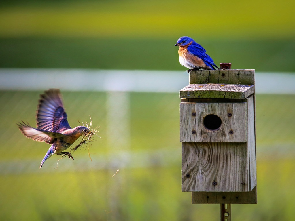 Bird Festival to be organized in Prayagraj from 16th February, image source - pexels