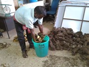 ସିମେଣ୍ଟ ଅଖାରେ ଦେଶୀ ଆଳୁ ଚାଷ