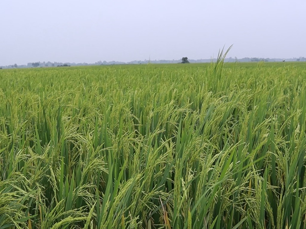 these profitable varieties of rice