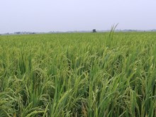 ଧାନ ର ଏହି ଉନ୍ନତ କିସମରେ ଚାଷୀଙ୍କୁ ଲାଭ.... ଧାନ ର ଏହି ଉନ୍ନତ କିସମରେ ଚାଷୀଙ୍କୁ ଲାଭ....