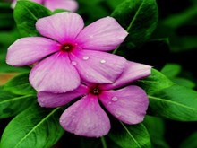 ଏହି ଫୁଲରେ ରହିଛି ଅନେକ ଔଷଧୀୟ ଗୁଣ ....