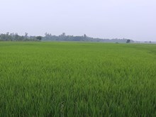 ଓଡ଼ିଶା ସରକାରଙ୍କ ବଡ଼ ପଦକ୍ଷେପ: ପାରମ୍ପରିକ ଚାଉଳରୁ କୋଟି କୋଟି ଟଙ୍କାର ବ୍ୟବସାୟ ଓଡ଼ିଶା ସରକାରଙ୍କ ବଡ଼ ପଦକ୍ଷେପ: ପାରମ୍ପରିକ ଚାଉଳରୁ କୋଟି କୋଟି ଟଙ୍କାର ବ୍ୟବସାୟ