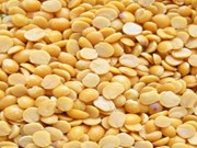 ଡାଲି ଉତ୍ପାଦନର ଶତ ପ୍ରତିଶତ କିଣିବେ ସରକାର