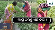 ଏହି ଦିନ ଆସିବ ପିଏମ କିସାନ କିସ୍ତି ଟଙ୍କା....!