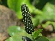 କୃଷକଅଙ୍କ ଲାଗି ନୂତନ ସମ୍ଭାବନା :ପିପ୍ପଳୀ ଚାଷ