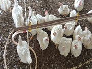 ଖରାଦିନରେ କୁକୁଡ଼ାଙ୍କ ଉପଯୁକ୍ତ ଯତ୍ନ 