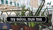 Aloe Vera Cultivation: କମ ଖର୍ଚ୍ଚରେ ଅଧିକ ରୋଜଗାର...