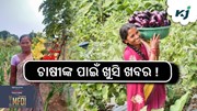 ମାଣ୍ଡିଆ ଚାଷୀଙ୍କ ପାଇଁ ଖୁସି ଖବର 