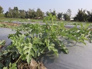 କେଉଁ ସମୟରେ ଚାଷ କରିବେ ତରଭୁଜ, ଆସନ୍ତୁ ଜାଣିବା....