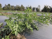 କେଉଁ ସମୟରେ ଚାଷ କରିବେ ତରଭୁଜ, ଆସନ୍ତୁ ଜାଣିବା.... କେଉଁ ସମୟରେ ଚାଷ କରିବେ ତରଭୁଜ, ଆସନ୍ତୁ ଜାଣିବା....