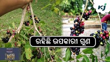 ଡାଇବେଟିସ ରୋଗ ପାଇଁ ଚିନ୍ତିତ କି ? ଖାଆନ୍ତୁ ଏହି ପତ୍ର....