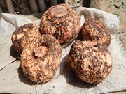 ଏହି ଚାଷରେ ୪ ରୁ ୫ ଗୁଣ ଅଧିକ ଲାଭ