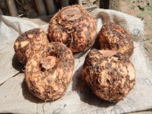 ଏହି ଚାଷରେ ୪ ରୁ ୫ ଗୁଣ ଅଧିକ ଲାଭ ଏହି ଚାଷରେ ୪ ରୁ ୫ ଗୁଣ ଅଧିକ ଲାଭ