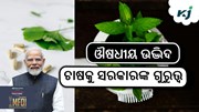 ଔଷଧୀୟ ଉଦ୍ଭିଦ ଚାଷରେ ଗ୍ରାମୀଣ ଅର୍ଥନୀତିକୁ ପ୍ରୋତ୍ସାହିତ