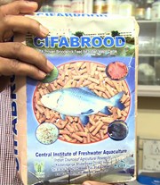 ସିଫାବୃଡ଼