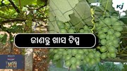 ବୃଦ୍ଧି ପାଉଛି ଅଙ୍ଗୁର ଚାଷ, ଜାଣନ୍ତୁ ଚାଷର ସହଜ ଟିପ୍ସ...