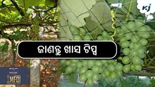 ବୃଦ୍ଧି ପାଉଛି ଅଙ୍ଗୁର ଚାଷ, ଜାଣନ୍ତୁ ଚାଷର ସହଜ ଟିପ୍ସ... ବୃଦ୍ଧି ପାଉଛି ଅଙ୍ଗୁର ଚାଷ, ଜାଣନ୍ତୁ ଚାଷର ସହଜ ଟିପ୍ସ...