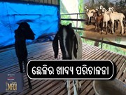 ଛେଳି ପାଳନରେ ଭଲ ରୋଜଗାର