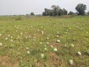 ତରଭୁଜ ଚାଷରେ ରୋଗ ପୋକ ନିୟନ୍ତ୍ରଣ.... ତରଭୁଜ ଚାଷରେ ରୋଗ ପୋକ ନିୟନ୍ତ୍ରଣ....