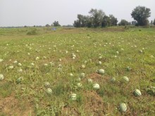 ତରଭୁଜ ଚାଷରେ ରୋଗ ପୋକ ନିୟନ୍ତ୍ରଣ.... ତରଭୁଜ ଚାଷରେ ରୋଗ ପୋକ ନିୟନ୍ତ୍ରଣ....