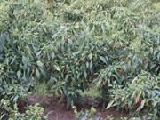 Chilli Farming: ଲଙ୍କା ଚାଷରେ କିପରି କରିବେ ରୋଗପୋକ ନିୟନ୍ତ୍ରଣ…?
