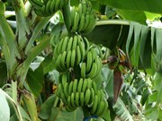 Banana Farming: କଦଳୀ ଚାଷରୁ କମାନ୍ତୁ ଅଧିକ ଆୟ...