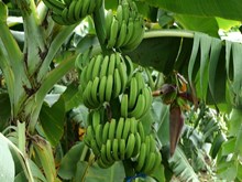 Banana Farming: କଦଳୀ ଚାଷରୁ କମାନ୍ତୁ ଅଧିକ ଆୟ... Banana Farming: କଦଳୀ ଚାଷରୁ କମାନ୍ତୁ ଅଧିକ ଆୟ...