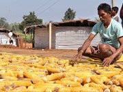 ଇଥାନଲ୍ ମକାର ମୂଲ୍ୟ ବୃଦ୍ଧି କରିଛି, ଚାଷ ପୂର୍ବରୁ ଏହିପ୍ରତି ଧ୍ୟାନ ଦିଅନ୍ତୁ....