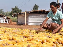 ଇଥାନଲ୍ ମକାର ମୂଲ୍ୟ ବୃଦ୍ଧି କରିଛି, ଚାଷ ପୂର୍ବରୁ ଏହିପ୍ରତି ଧ୍ୟାନ ଦିଅନ୍ତୁ.... ଇଥାନଲ୍ ମକାର ମୂଲ୍ୟ ବୃଦ୍ଧି କରିଛି, ଚାଷ ପୂର୍ବରୁ ଏହିପ୍ରତି ଧ୍ୟାନ ଦିଅନ୍ତୁ....