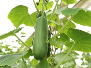 ଗରମ ଦିନରେ କରନ୍ତୁ ଏହି ସବୁ ଚାଷ, ମିଳିବ ଭଲ ଅମଳ 