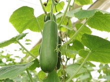 ଗରମ ଦିନରେ କରନ୍ତୁ ଏହି ସବୁ ଚାଷ, ମିଳିବ ଭଲ ଅମଳ  ଗରମ ଦିନରେ କରନ୍ତୁ ଏହି ସବୁ ଚାଷ, ମିଳିବ ଭଲ ଅମଳ