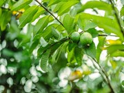 Expert Tips: ଚାଷୀଙ୍କ ପାଇଁ ଏକ୍ସପର୍ଟଙ୍କ ଟିପ୍ସ, ମିଳିବ ବମ୍ପର ଉତ୍ପାଦନ !