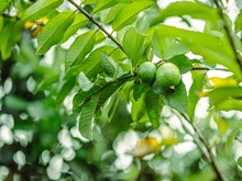 Expert Tips: ଚାଷୀଙ୍କ ପାଇଁ ଏକ୍ସପର୍ଟଙ୍କ ଟିପ୍ସ, ମିଳିବ ବମ୍ପର ଉତ୍ପାଦନ ! Expert Tips: ଚାଷୀଙ୍କ ପାଇଁ ଏକ୍ସପର୍ଟଙ୍କ ଟିପ୍ସ, ମିଳିବ ବମ୍ପର ଉତ୍ପାଦନ !