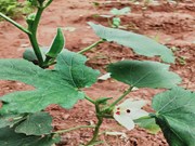 ଗ୍ରୀଷ୍ମରେ ଭେଣ୍ଡି ଚାଷର ସଠିକ୍ ଉପାୟ ଧ୍ୟାନ ଦେବା ଉଚିତ...