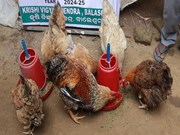 କୁକୁଡ଼ାଙ୍କୁ ହୋଇପାରେ ରାଣୀଖେତ ରୋଗ, ଜାଣନ୍ତୁ ଏହାର ଲକ୍ଷଣ....!