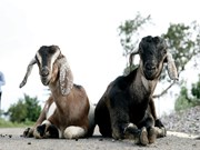 Goat Farming: ଏହି ପ୍ରଜାତି ଛେଳି ପାଳନ ପାଇଁ ସର୍ବୋତ୍ତମ