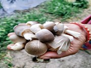 ମହିଳାଙ୍କୁ ରୋଜଗାର ଦେବ ପାଳ ଛତୁ....