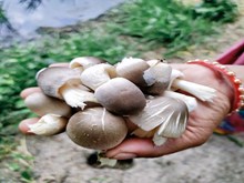 ମହିଳାଙ୍କୁ ରୋଜଗାର ଦେବ ପାଳ ଛତୁ.... ମହିଳାଙ୍କୁ ରୋଜଗାର ଦେବ ପାଳ ଛତୁ....