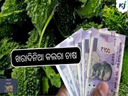 ଖରାଦିନିଆ କଲରା ଚାଷ କରି ହୁଅନ୍ତୁ ଲାଭବାନ