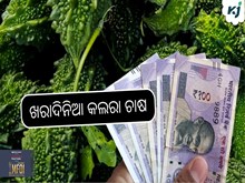 ଖରାଦିନିଆ କଲରା ଚାଷ କରି ହୁଅନ୍ତୁ ଲାଭବାନ ଖରାଦିନିଆ କଲରା ଚାଷ କରି ହୁଅନ୍ତୁ ଲାଭବାନ