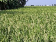 ଖରାଦିନିଆ ଧାନ ଚାଷ ପାଇଁ ଉନ୍ନତ କିସମ ....