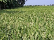 ଖରାଦିନିଆ ଧାନ ଚାଷ ପାଇଁ ଉନ୍ନତ କିସମ .... ଖରାଦିନିଆ ଧାନ ଚାଷ ପାଇଁ ଉନ୍ନତ କିସମ ....