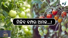 Tomato cultivation: ଗଛ ମୂଳରେ ଦିଅନ୍ତୁ ଏହି ଜିନିଷ, ମିଳିବ ବମ୍ପର ଅମଳ...! Tomato cultivation: ଗଛ ମୂଳରେ ଦିଅନ୍ତୁ ଏହି ଜିନିଷ, ମିଳିବ ବମ୍ପର ଅମଳ...!